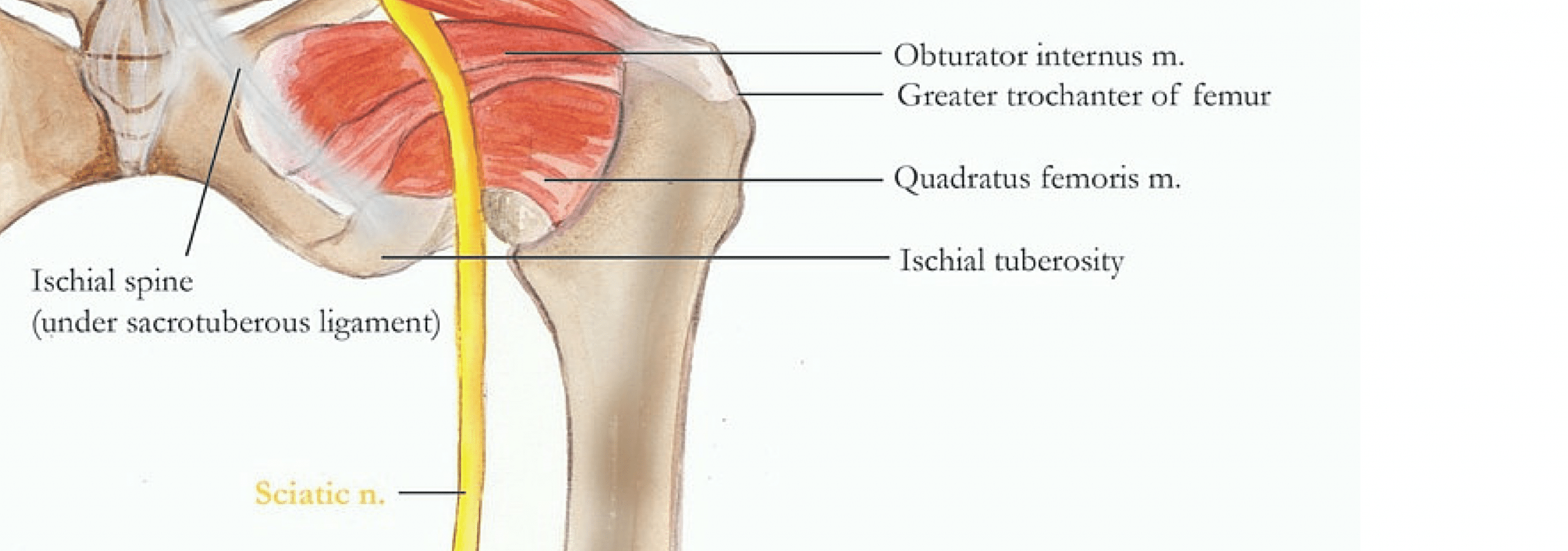 All natural sciatica treatment with acupuncture | Qi Medicine